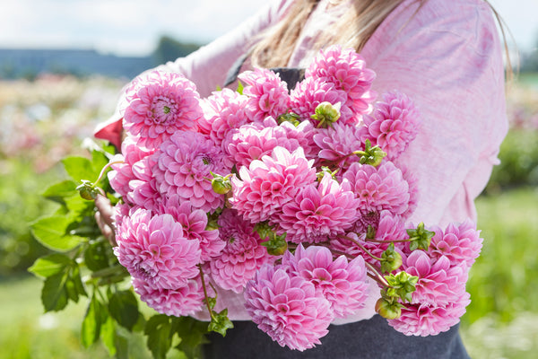 Dahlia Sweet Fabienne