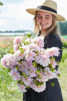 Dahlia Sweet Nathalie