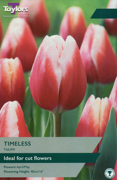 Tulip Timeless