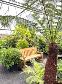Tree Fern 5 Ft Trunk