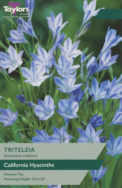 Triteleia Koningin Fabiola