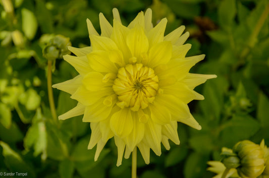 Dahlia Trooper Dan