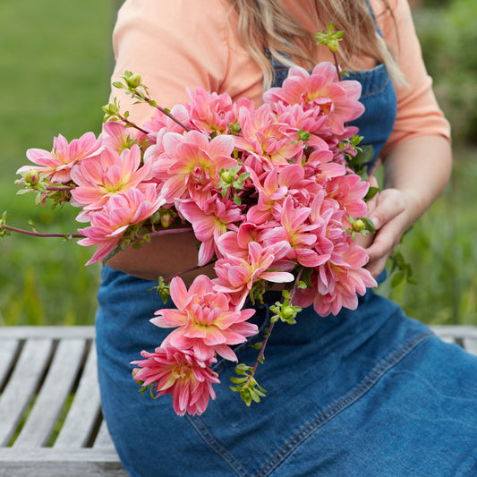 Dahlia Twiggy