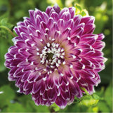 Dahlia Vancouver