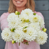 Dahlia White Love