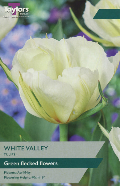 Tulip White Valley