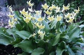 Erythronium 'Pagoda' 2Ltr