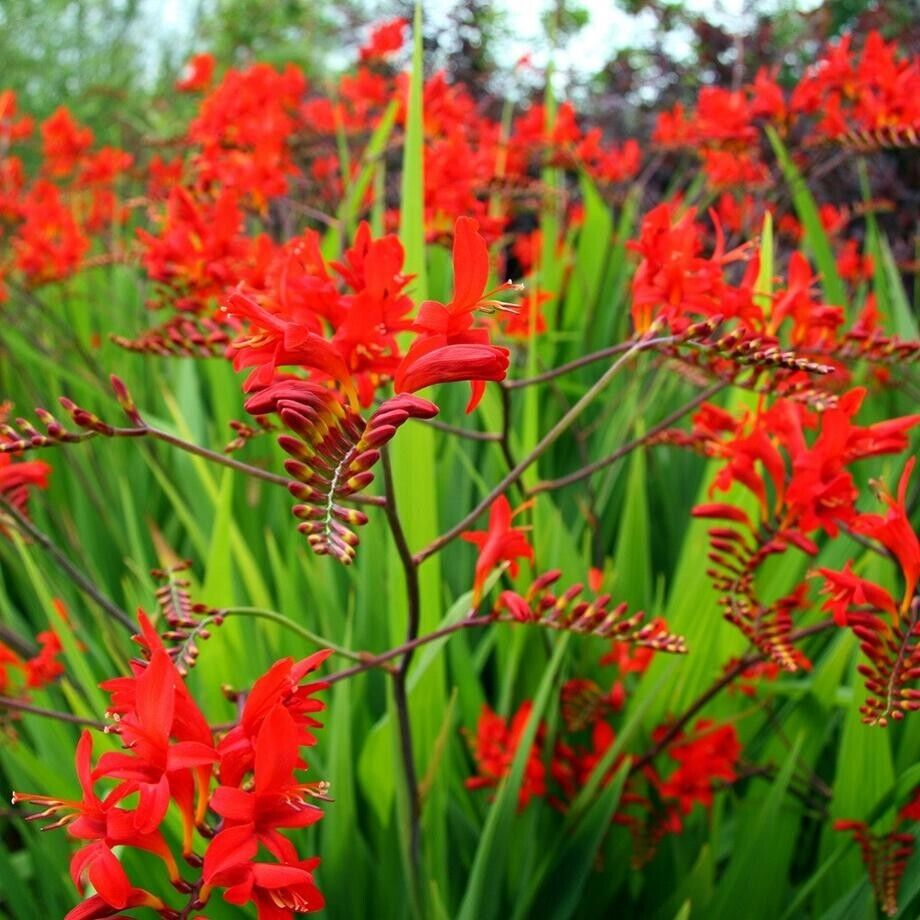 Crocosmia 'Lucifer' 2L