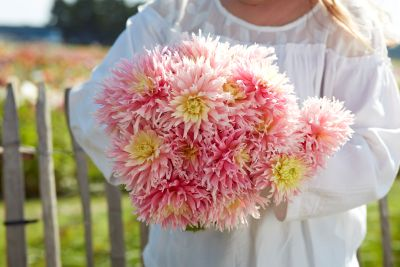 Dahlia Just Married 3ltr