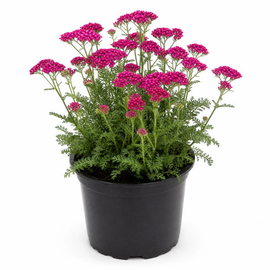 Achillea Milly Rock yarrow in 23cm Buzz pot, compact perennial with feathery foliage