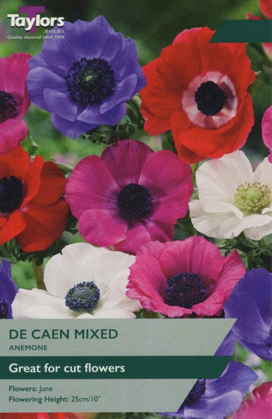 Anemone De Caen Mixed