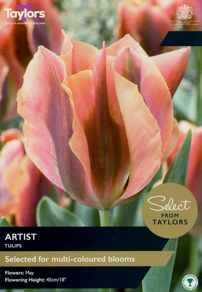 Tulip Artist