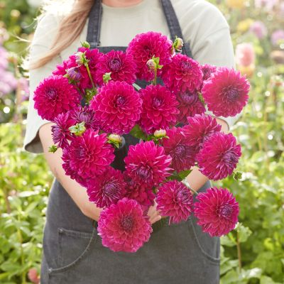 Dahlia Randy Crawford 2ltr