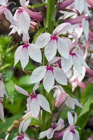 Lobelia 'Compton Pink' 2L