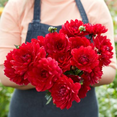 Dahlia Karma Amora 2ltr