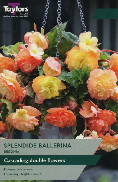 Begonia Splendide Ballerina
