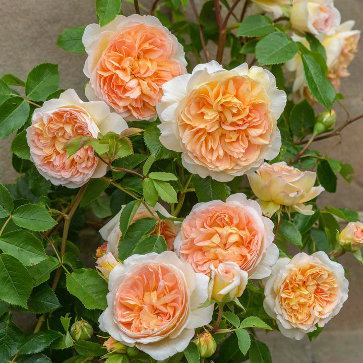 David Austin Rose Bathsheba