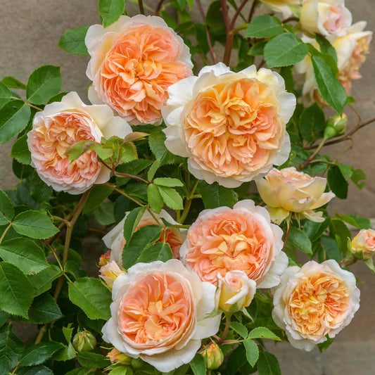 David Austin Rose Bathsheba