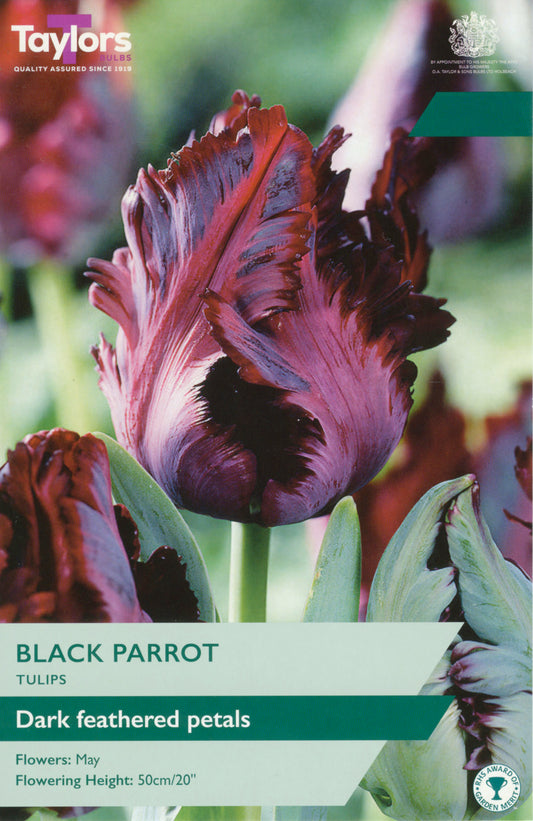 Tulip Black Parrot