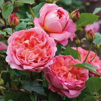 David Austin Rose Boscobel