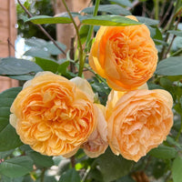 David Austin Rose Bring Me Sunshine