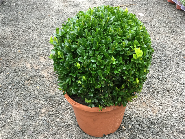 Buxus sempervirens Ball 25/28cm