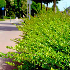 Lonicera nitida 5Ltr