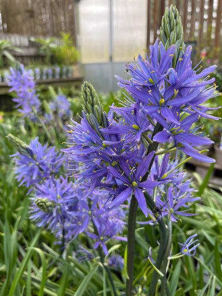 Camassia Maybelle