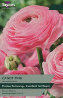 Ranunculus Candy Pink