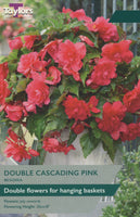 Begonia Cascading Pink