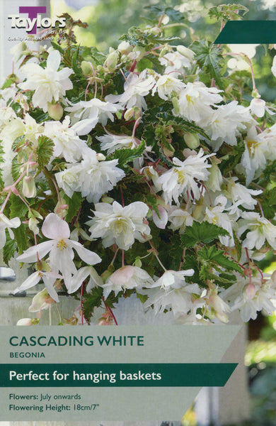 Begonia Cascading White