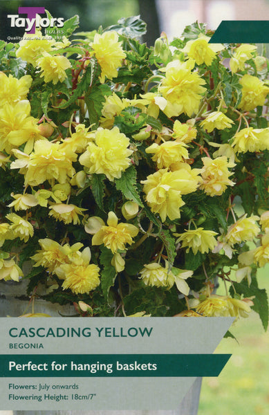 Begonia Cascading Yellow