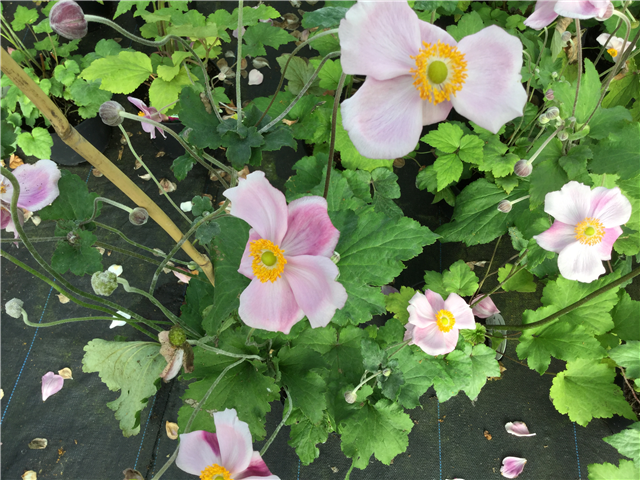 Anemone hupehensis 'Praecox' 3L