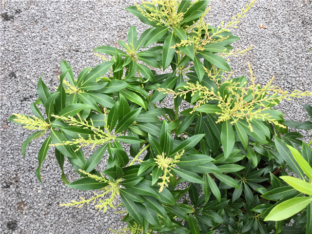 Pieris Japonica 'Forest Flame' 3L
