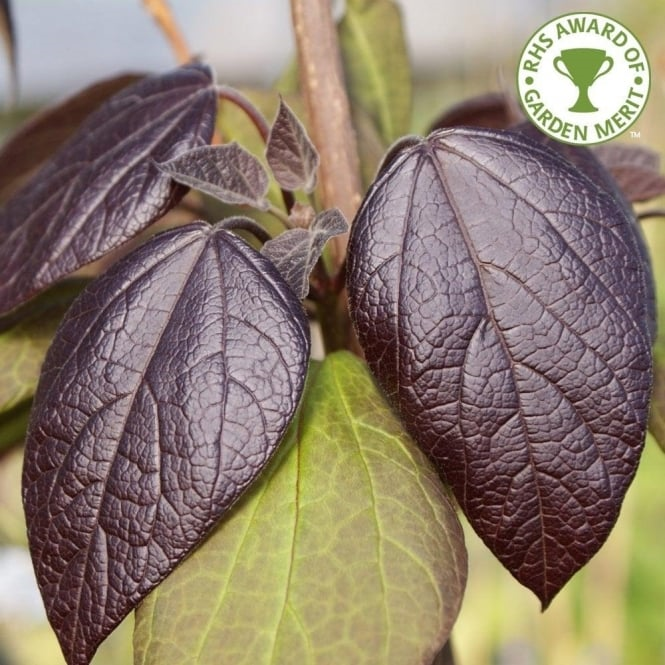 Catalpa x eru Purpurea 12L