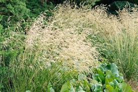 Deschampsia cespitosa