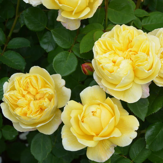 David Austin Rose Charles Darwin