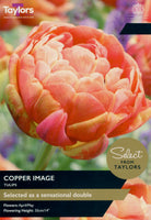 Tulip Copper Image