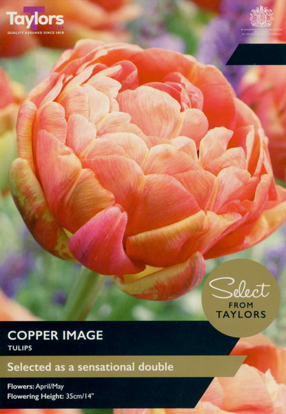 Tulip Copper Image