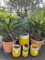 Cycas revoluta - Cycad - Sago Palm - Large 125cm