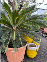 Cycas revoluta - Cycad - Sago Palm - Large 125cm