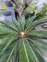 Cycas revoluta - Cycad - Sago Palm - Large 125cm