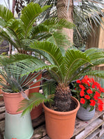 Cycas revoluta - Cycad - Sago Palm - Small 80cm