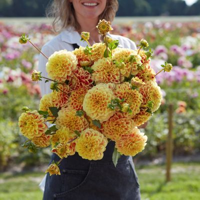Dahlia Cape Town 2ltr