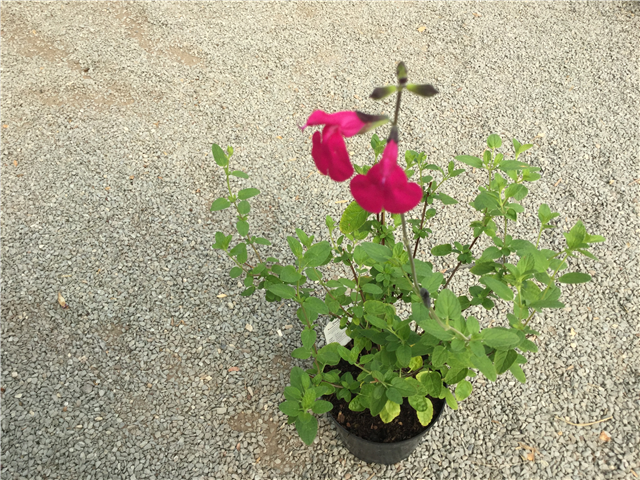 Salvia 'Dayglo' 3L