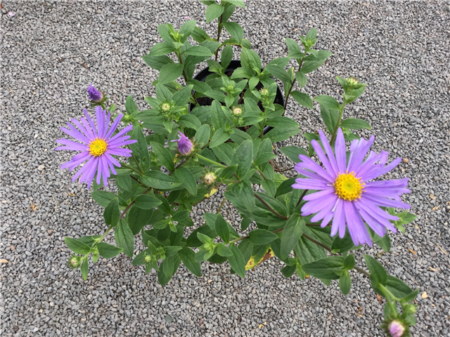 Aster x frikartii 'Monch'