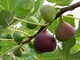 Ficus carica 10ltr