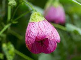 Abutilon Mixed 15cm