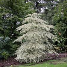 Cornus alternifolia Argentea 7L