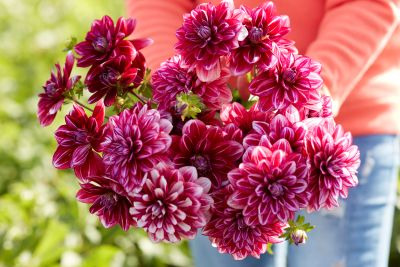 Dahlia Hemisphere 3ltr